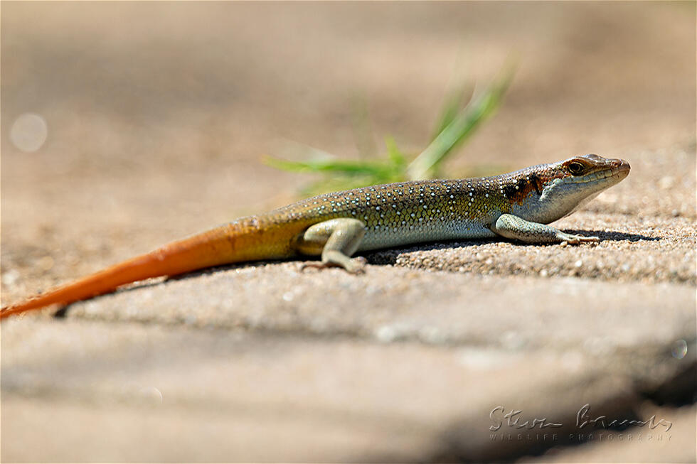 Rainbow skink (Trachylepis margaritifera)