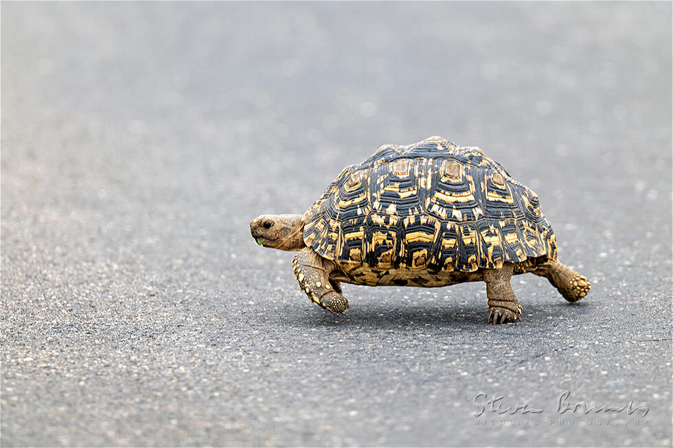 Leopard Tortoise (Stigmochelys pardalis)
