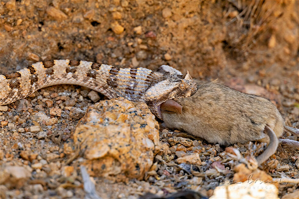 Horned Adder (Bitis caudalis)