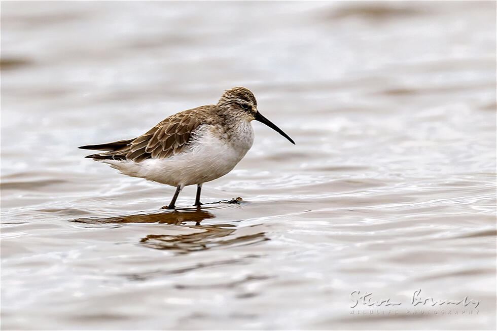 Curlew Sandpiper (Calidris ferruginea)