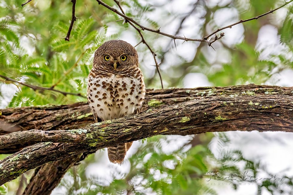 African Barred Owlet (Glaucidium capense)