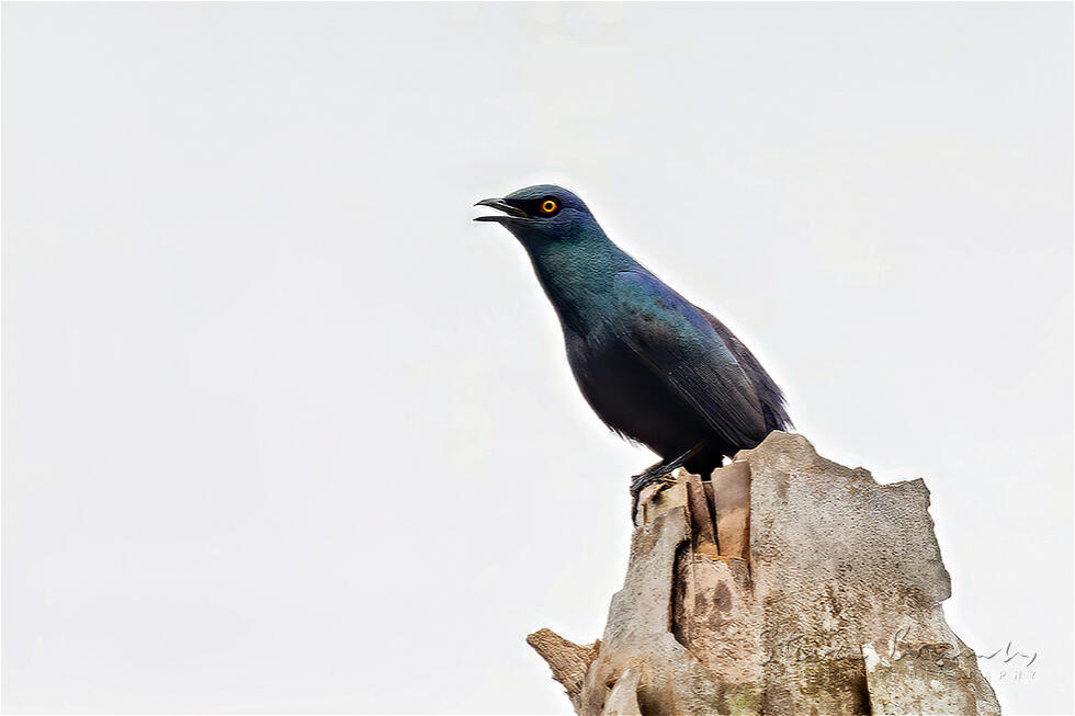 Black-bellied Starling (Notopholia corusca)