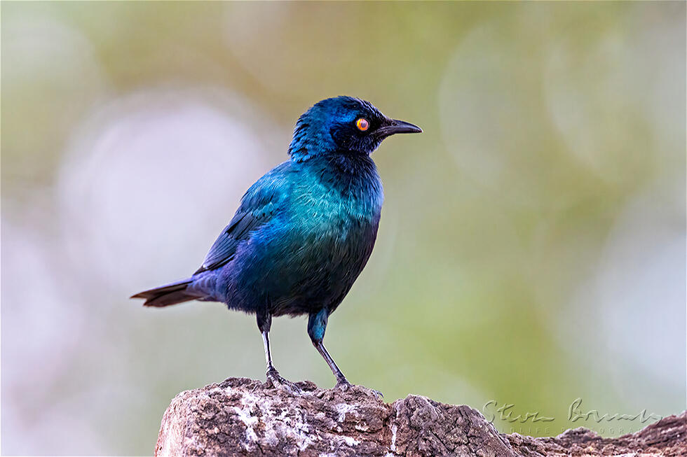 Cape Starling (Lamprotornis nitens)
