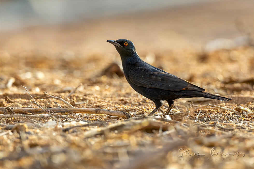 Pale-winged Starling (Onychognathus nabouroup)
