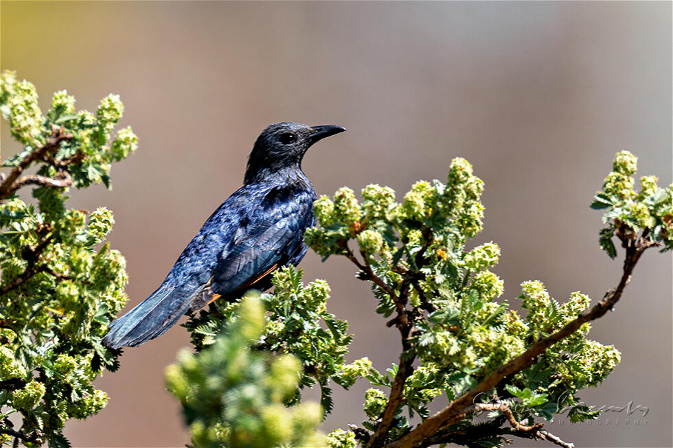 Red-winged Starling (Onychognathus morio)