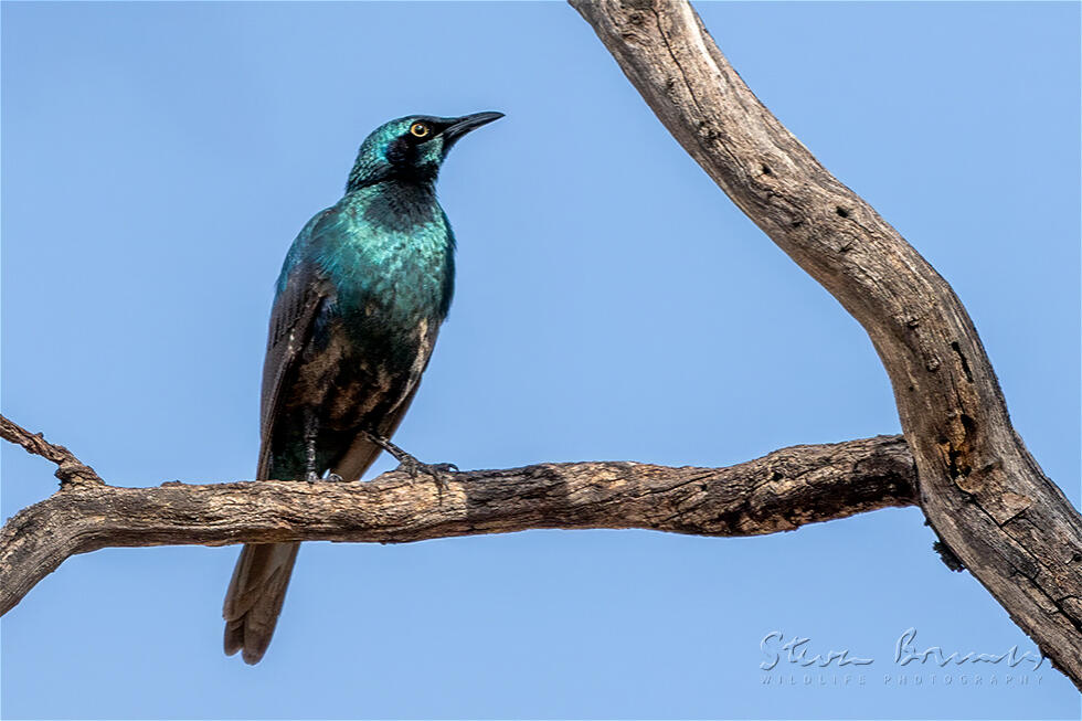 Sharp-tailed Starling (Lamprotornis acuticaudus)