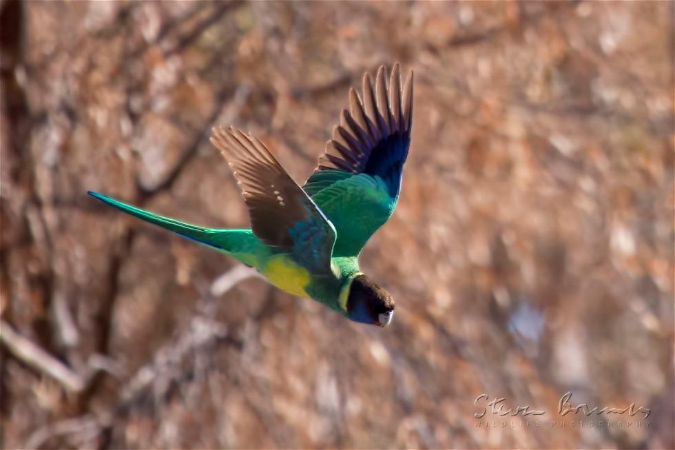 Australian Ringneck (Barnardius zonarius)