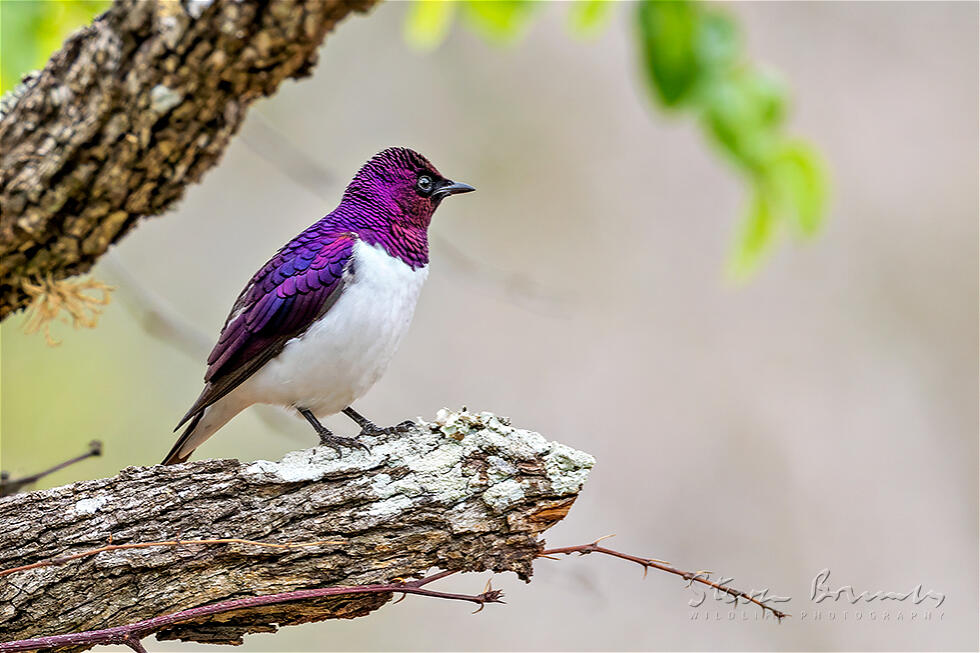 Violet-backed Starling (Cinnyricinclus leucogaster)