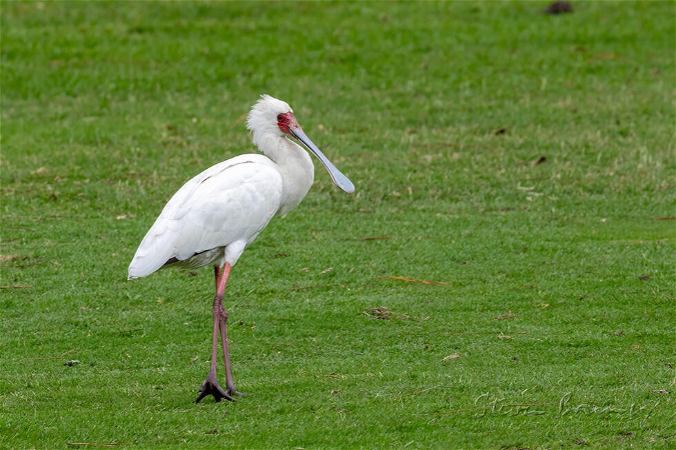 African Spoonbill (Platalea alba)