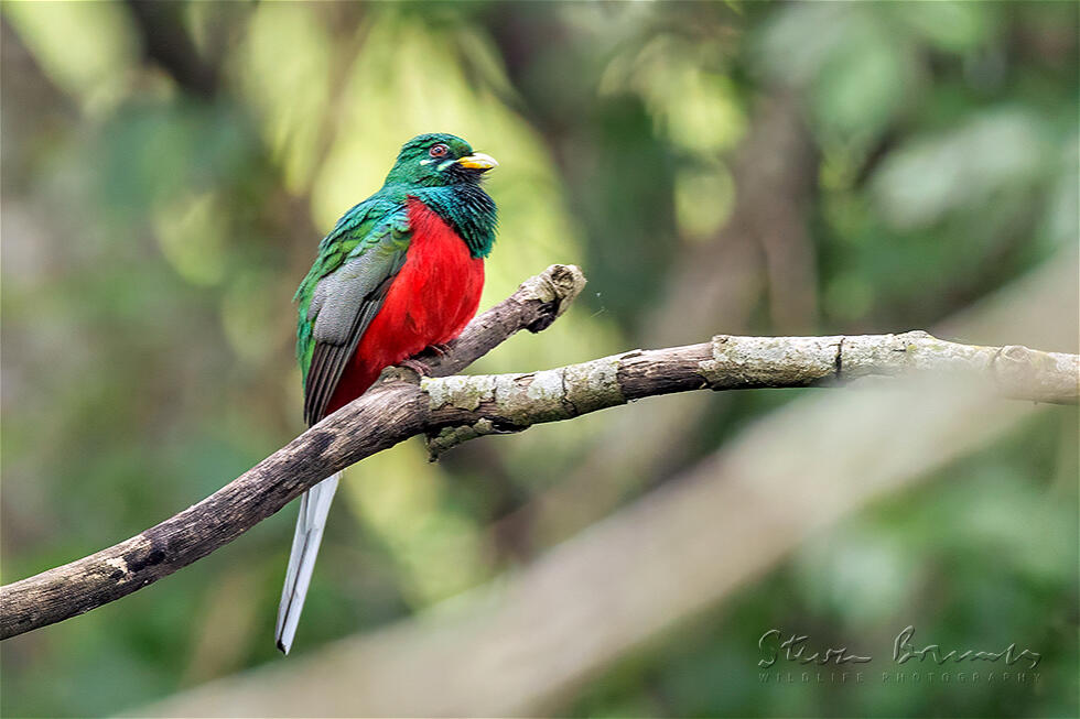 Narina Trogon (Apaloderma narina)