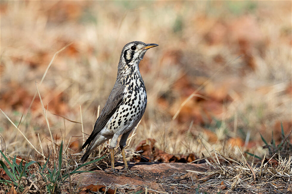 Groundscraper Thrush (Turdus litsitsirupa)