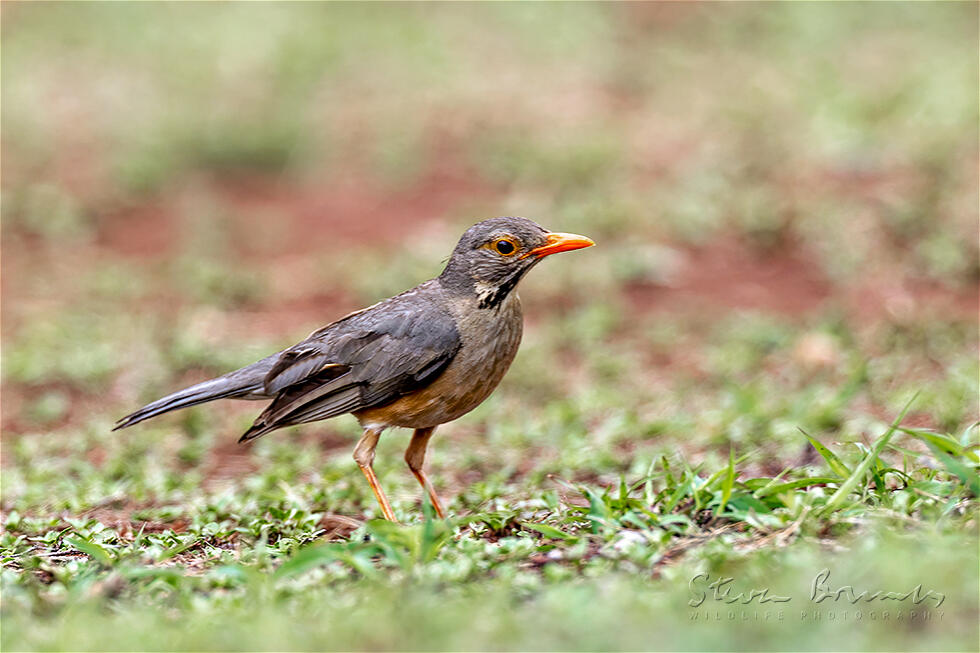 Kurrichane Thrush (Turdus libonyana)