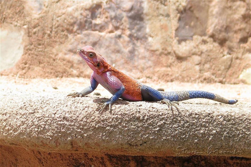 Mwanza flat-headed agama (Agama mwanzae)