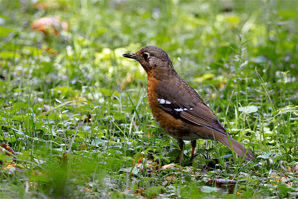 Orange Ground Thrush (Geokichla gurneyi)