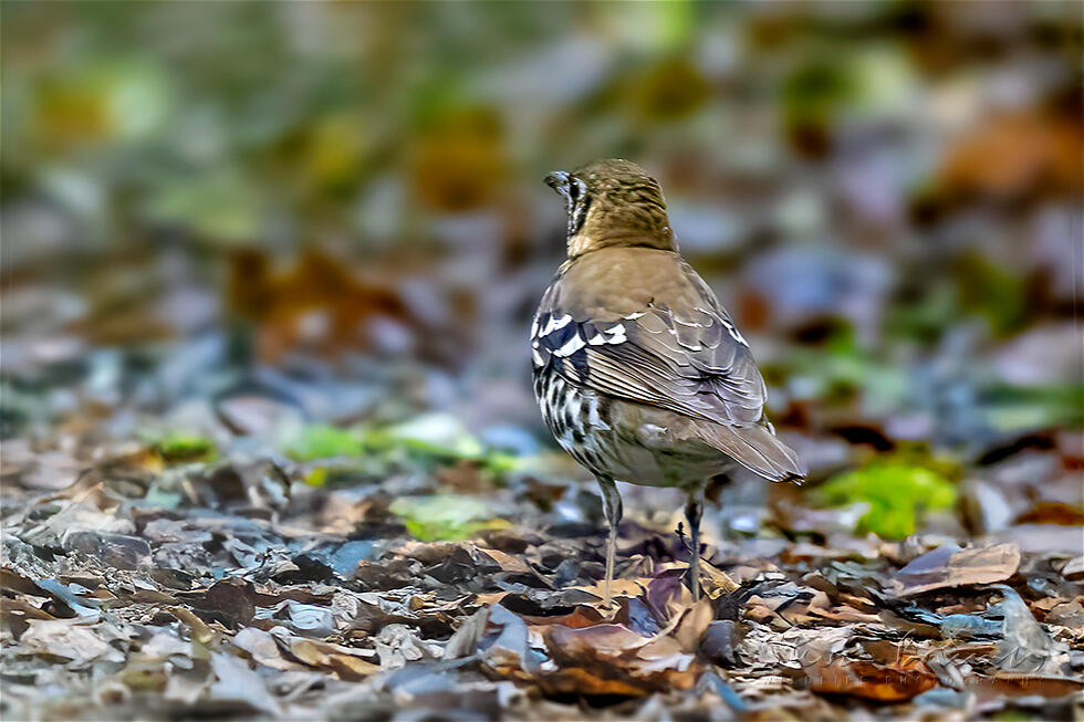 Spotted Ground Thrush (Geokichla guttata)