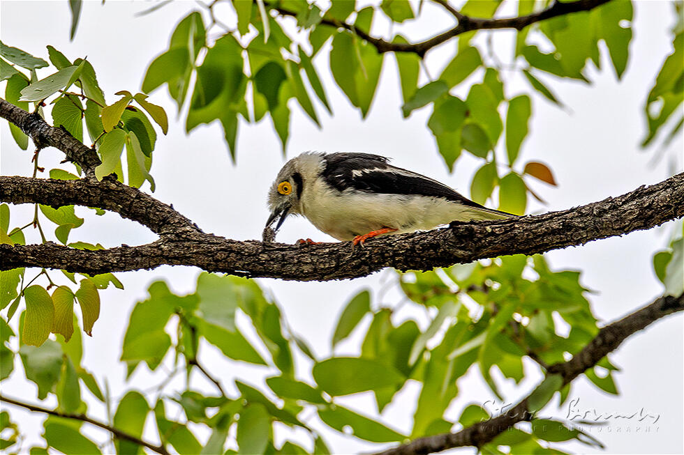 White-crested Helmetshrike (Prionops plumatus)