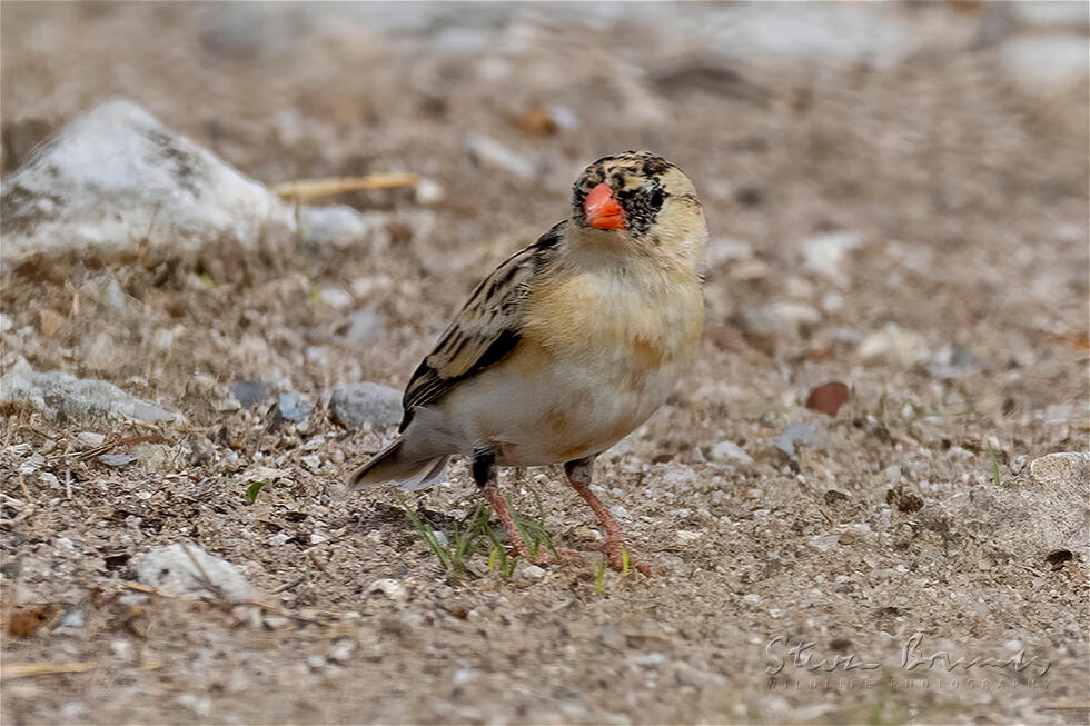Shaft-tailed Whydah (Vidua regia)