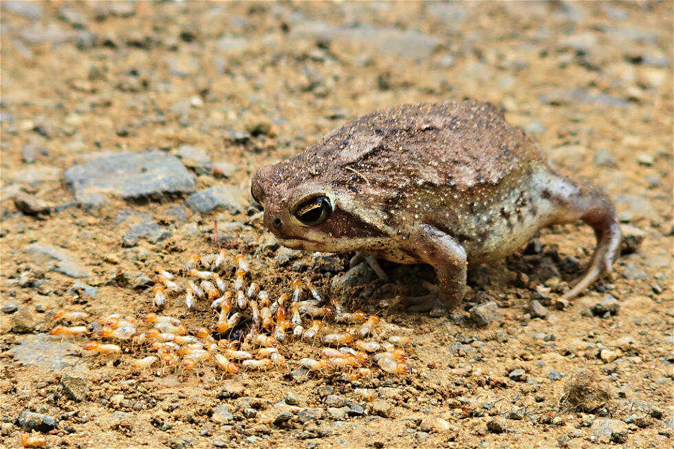 Bushveld Rain Frog (Breviceps adspersus)