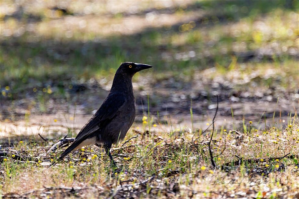 Grey Currawong (Strepera versicolor)