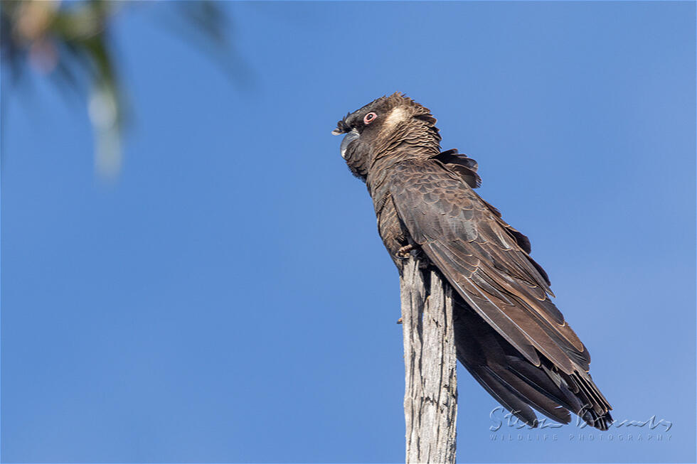 Carnaby's Black Cockatoo (Calyptorhynchus latirostris)