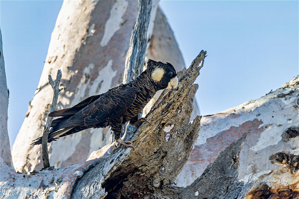 Carnaby's Black Cockatoo (Calyptorhynchus latirostris)