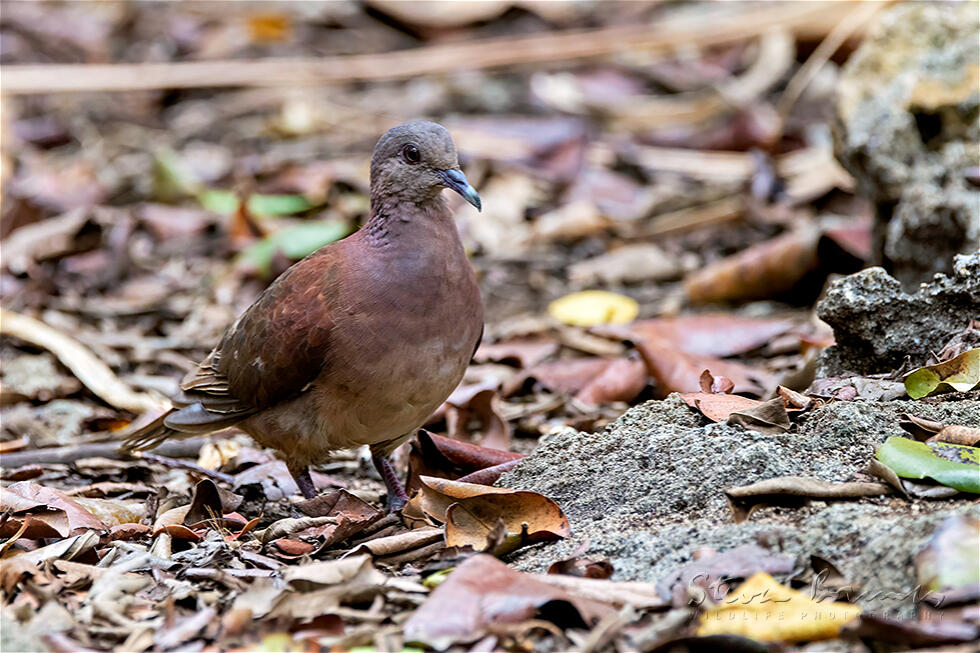 Malagasy Turtle Dove (Nesoenas picturatus)