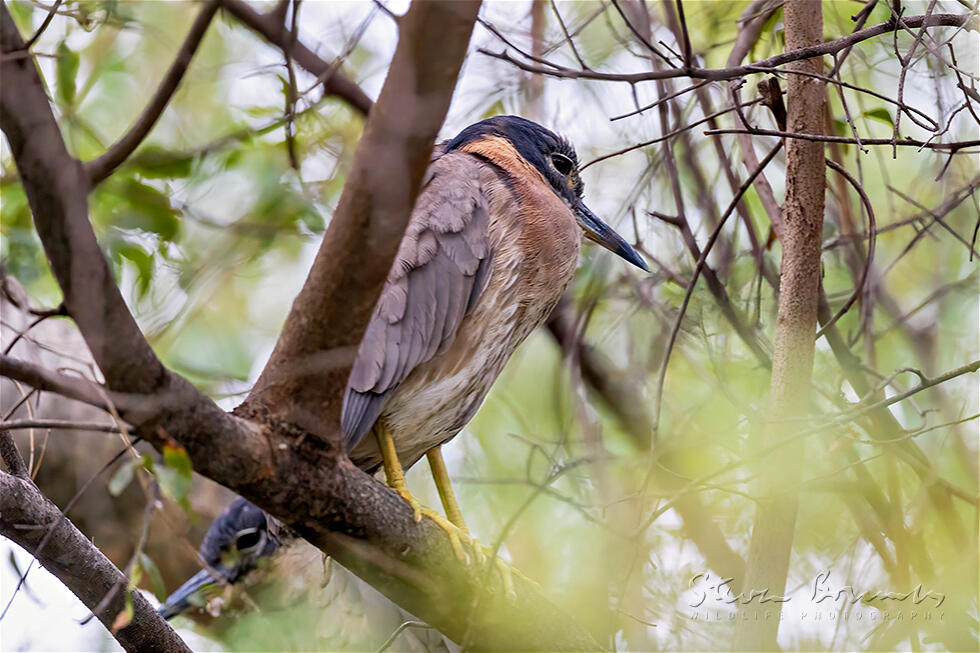 White-backed Night Heron (Gorsachius leuconotus)