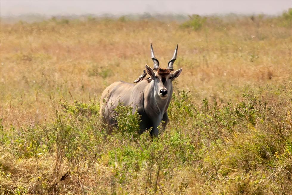 Common Eland (Taurotragus oryx)