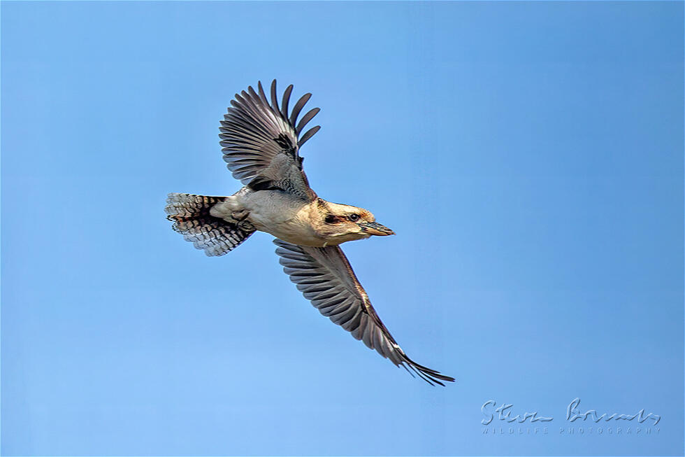 Laughing Kookaburra (Dacelo novaeguineae)