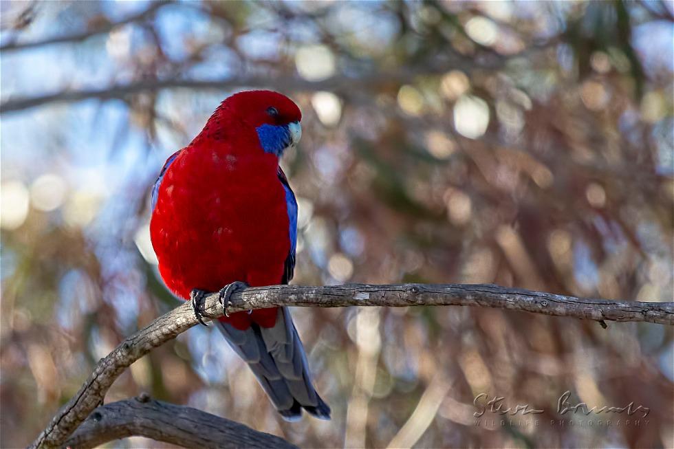 Crimson Rosella (Platycercus elegans)