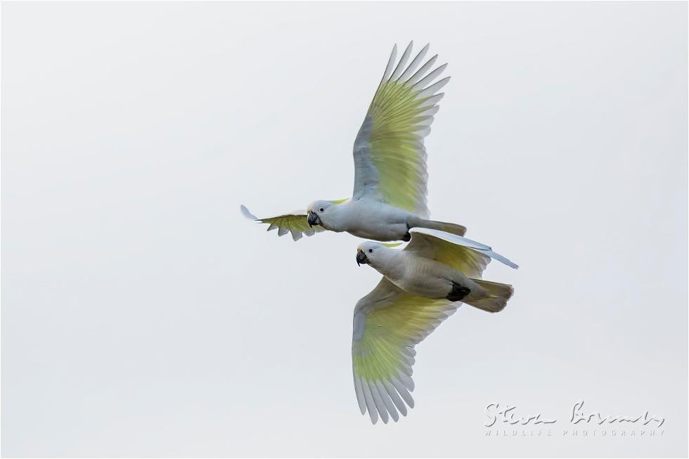 Sulphur-crested Cockatoo (Cacatua galerita)