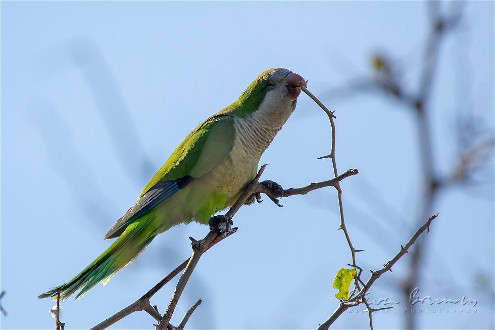 Monk Parakeet (Myiopsitta monachus)