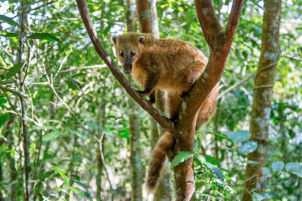 South American Coati (Nasua nasua)