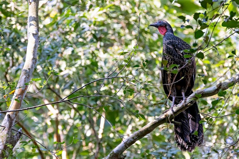 Rusty-margined Guan (Penelope superciliaris)