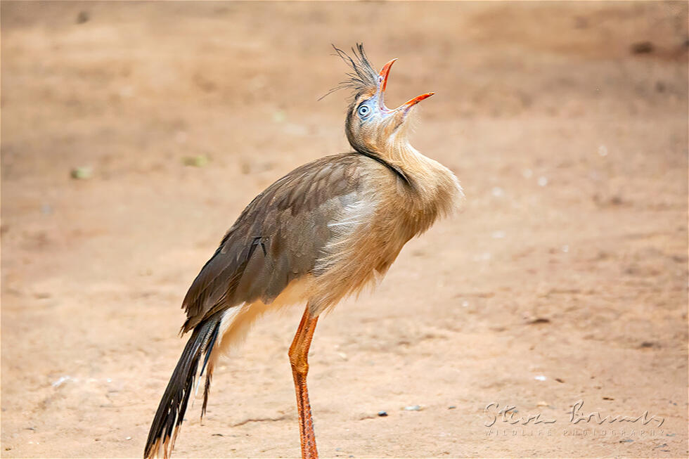 Red-legged Seriema (Cariama cristata)