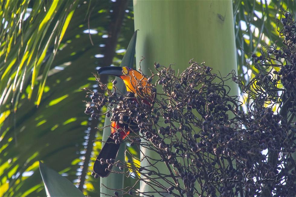 Channel-billed Toucan (Ramphastos vitellinus)