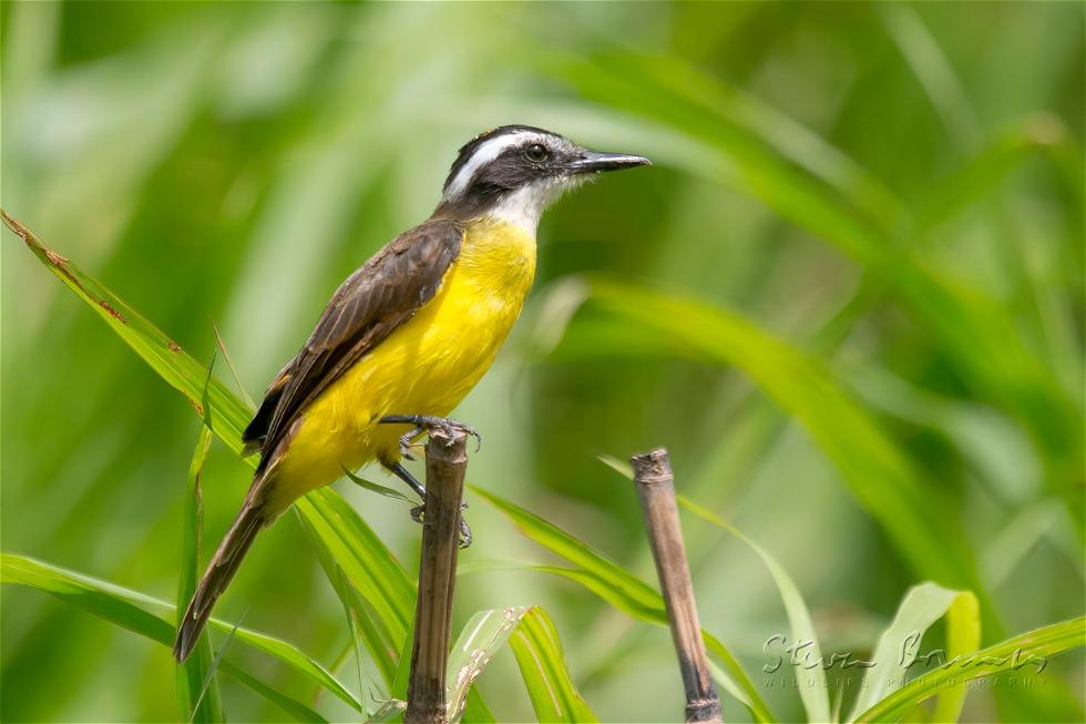 Lesser Kiskadee (Philohydor lictor)