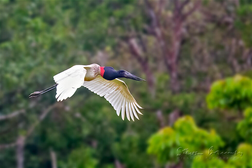 Jabiru (Jabiru mycteria)