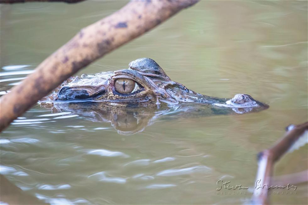 Black caiman (Melanosuchus niger)