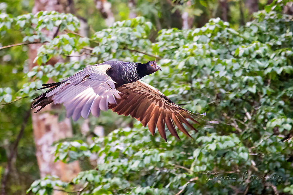 Horned Screamer (Anhima cornuta)
