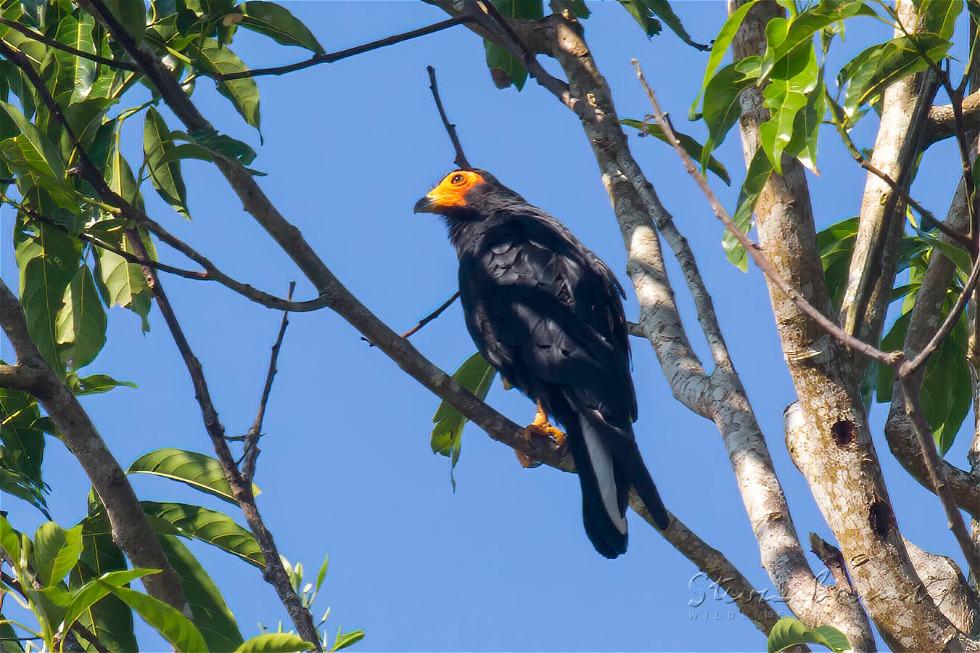 Black Caracara (Daptrius ater)