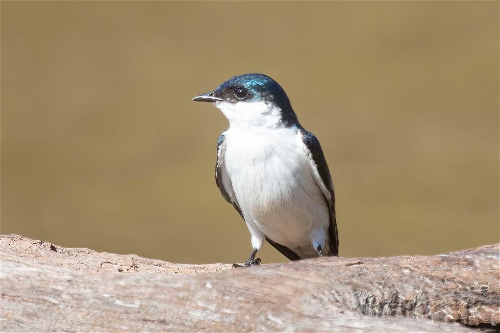 White-winged Swallow (Tachycineta albiventer)
