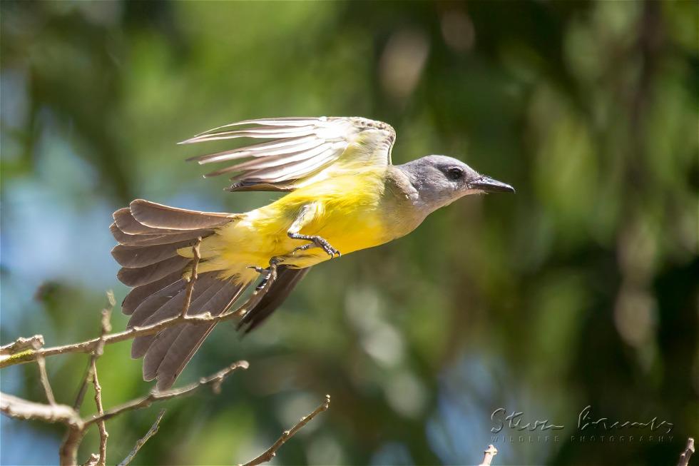 Grey-capped Flycatcher (Myiozetetes granadensis)