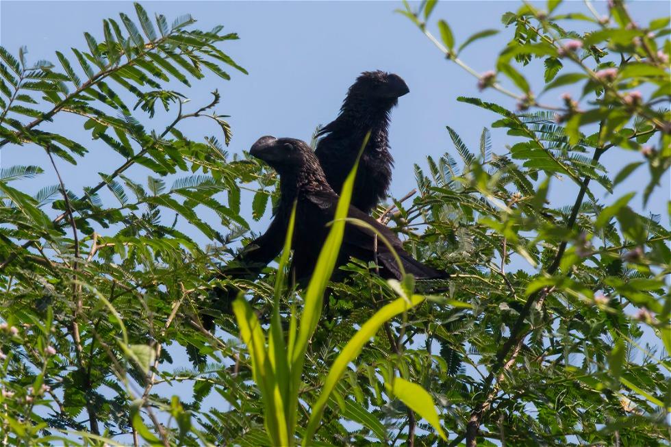 Smooth-billed Ani (Crotophaga ani)
