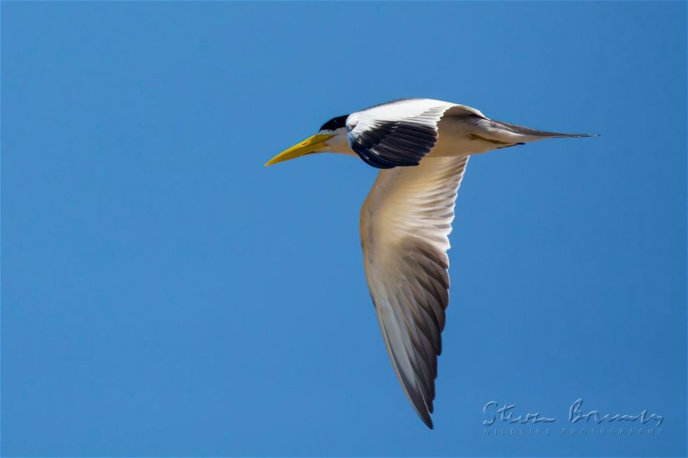 Large-billed Tern (Phaetusa simplex)