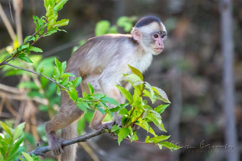 Humboldt's White-Fronted Capuchin (Cebus albifrons)
