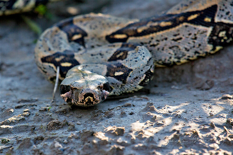 Boa Constrictor (Boa constrictor)