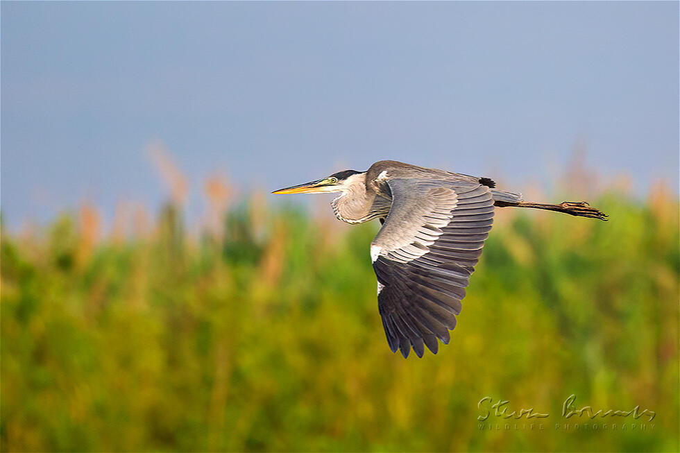 Cocoi Heron (Ardea cocoi)