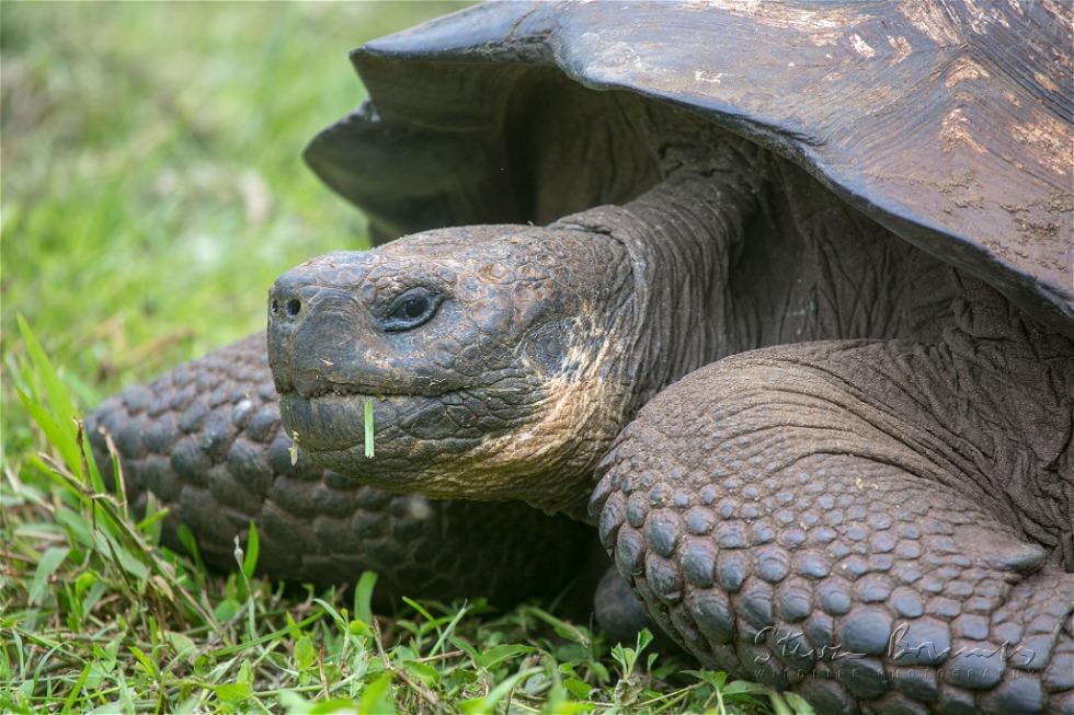 Charles Island Giant Tortoise (Chelonoidis niger)