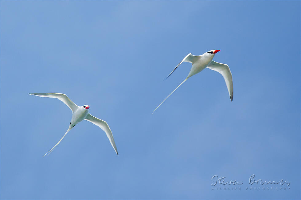 Red-billed Tropicbird (Phaethon aethereus)